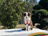 Mini Aussie /Miniatiūrinis amerikos avigan. /Mas - nuotraukos Nr. 16