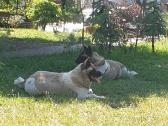 Amerikiečiu Akita šuniukai - nuotraukos Nr. 7