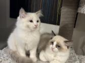 Ragdoll kaciukai - nuotraukos Nr. 13
