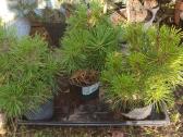 žemaūgė pušis Warella - nuotraukos Nr. 19