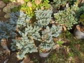 Glauca globosa - nuotraukos Nr. 14