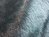 Audinys 300x160 cm