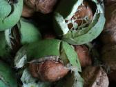 Graikinių riešutų sodinukai - nuotraukos Nr. 5