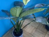Parduodu gražią kambarinę Vėzdūnė (Spathiphyllum) - nuotraukos Nr. 5