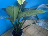 Parduodu gražią kambarinę Vėzdūnė (Spathiphyllum) - nuotraukos Nr. 6