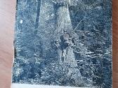 Daug Lietuvos, gyvūnų fotografija, senos miestų - nuotraukos Nr. 30