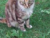Dingo kate prie mokyklos Rastinenai.