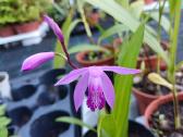 Lauko orchidėja - nuotraukos Nr. 31