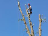 Medžių pjovimas, gyvatvorių formavimas