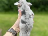 Ekskliuzyvinis mini mini berniukas su dok. - nuotraukos Nr. 11
