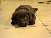 Kilmingi labradoro retriveriai - nuotraukos Nr. 16
