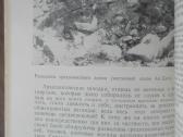 1857. Аю-даг-„святая„ Гора - nuotraukos Nr. 8