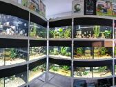 Akvariuminės žuvytės