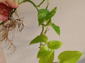 Filodendronai, epipremnum - nuotraukos Nr. 3