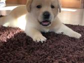 Kilmingi labradoro Retriveriai Angelų Rojus