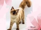 Ragdoll Veislynas Rezervacija - nuotraukos Nr. 13