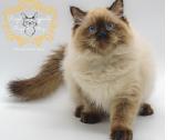 Ragdoll Veislynas Rezervacija - nuotraukos Nr. 14