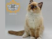 Ragdoll Veislynas Rezervacija - nuotraukos Nr. 16
