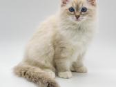 Ragdoll Veislynas Rezervacija - nuotraukos Nr. 7