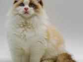 Ragdoll Veislynas Rezervacija - nuotraukos Nr. 6