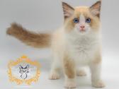 Ragdoll Veislynas Rezervacija - nuotraukos Nr. 8