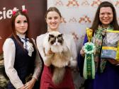 Ragdoll Veislynas Rezervacija - nuotraukos Nr. 19
