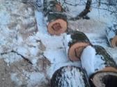 Medžių pjovimas, genėjimas, žolės pjovimas - nuotraukos Nr. 8