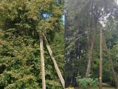 Medžių pjovimas, genėjimas, žolės pjovimas - nuotraukos Nr. 5