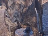 Kanaru dogai(presa Canario)sulaukėme vados - nuotraukos Nr. 8