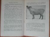 1900. Avių Ir Veršelių Auginimas P. Valas - nuotraukos Nr. 2