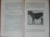 1900. Avių Ir Veršelių Auginimas P. Valas - nuotraukos Nr. 5
