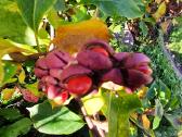 Magnolijos - nuotraukos Nr. 4