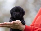 Juodi kilmingi labradoro Retriveriai Angelų Rojus - nuotraukos Nr. 3