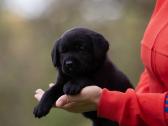 Juodi kilmingi labradoro Retriveriai Angelų Rojus - nuotraukos Nr. 5