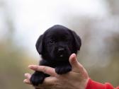 Juodi kilmingi labradoro Retriveriai Angelų Rojus - nuotraukos Nr. 6