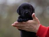 Juodi kilmingi labradoro Retriveriai Angelų Rojus - nuotraukos Nr. 4