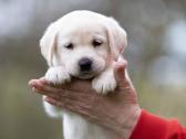 Kilmingi labradoro Retriveriai Angelų Rojus - nuotraukos Nr. 6