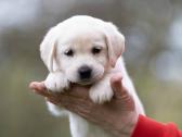 Kilmingi labradoro Retriveriai Angelų Rojus - nuotraukos Nr. 2