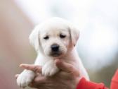 Kilmingi labradoro Retriveriai Angelų Rojus - nuotraukos Nr. 7