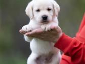 Kilmingi labradoro Retriveriai Angelų Rojus - nuotraukos Nr. 4