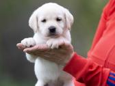 Kilmingi labradoro Retriveriai Angelų Rojus - nuotraukos Nr. 9
