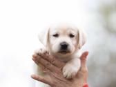 Kilmingi labradoro Retriveriai Angelų Rojus - nuotraukos Nr. 11