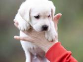 Kilmingi labradoro Retriveriai Angelų Rojus - nuotraukos Nr. 3