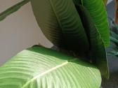 Dirbtinis augalas Bananmedis Strelicija Palmė - nuotraukos Nr. 2