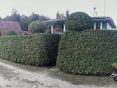 Aplinkos Tvarkymas Vilkaviškis Marijampolė ir k.t - nuotraukos Nr. 28