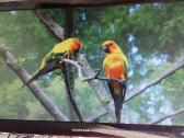 Samsung P2770 68cm.