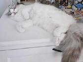 Kilmingi Ragdoll kačiukai - nuotraukos Nr. 15