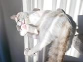 Kilmingi Ragdoll kačiukai - nuotraukos Nr. 16