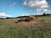 Hereford veislės galvijai - nuotraukos Nr. 2