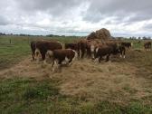 Hereford veislės galvijai - nuotraukos Nr. 4